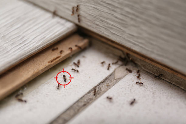 Best Pest Removal Services  in North Belle Vernon, PA