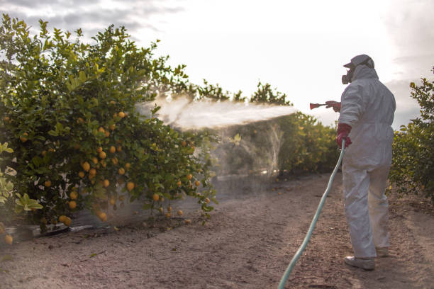 Best Wasp Removal Services  in North Belle Vernon, PA