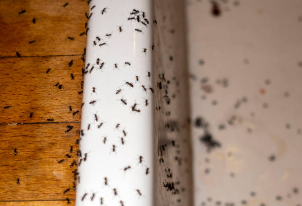 Best Exterminator Services  in North Belle Vernon, PA