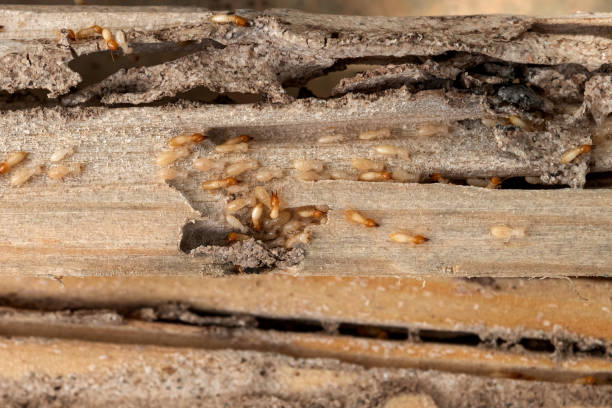 Best Pest Control Near Me  in North Belle Vernon, PA
